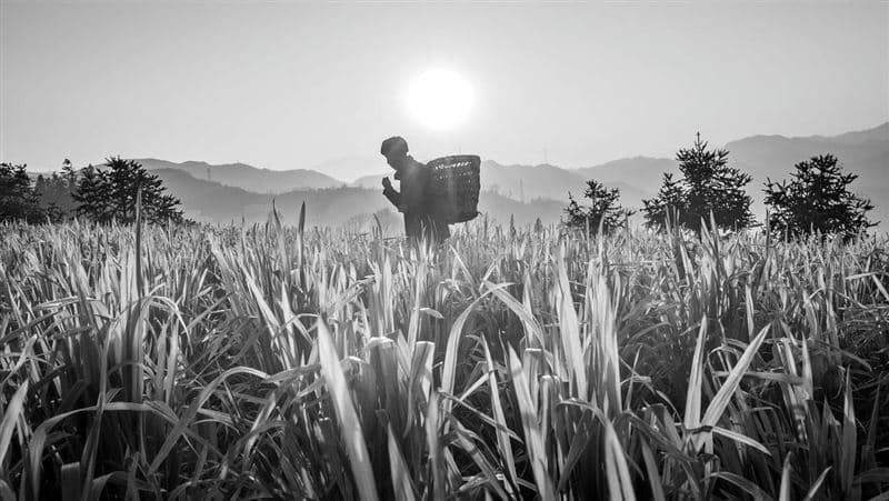 網紅打著助農旗幟發財?極低價收購、抽成高達60% 慘讓農民血本無歸(新聞配圖)