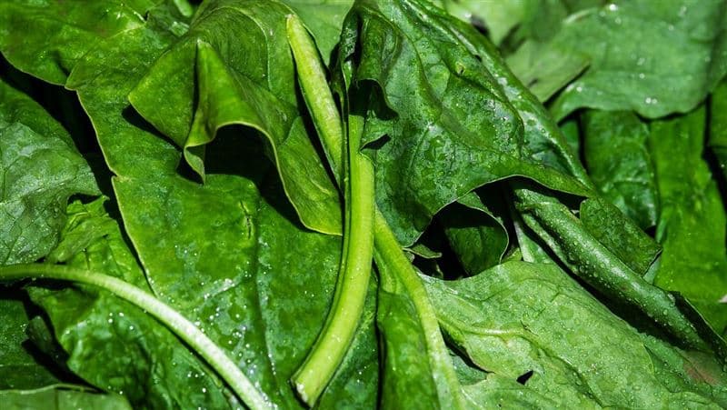 菠菜、地瓜吃越多越傷身?研究揭「這成分」腸道恐發炎(新聞配圖)