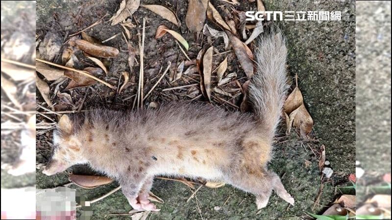 「這鄉鎮」驚爆首例鼬獾狂犬病陽性!防檢署示警:活動高峰期來了(新聞配圖)