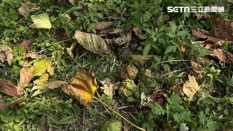 6人嚴重腹絞痛!14學生誤食油桐子中毒 華興高中:好奇心驅使(新聞配圖)