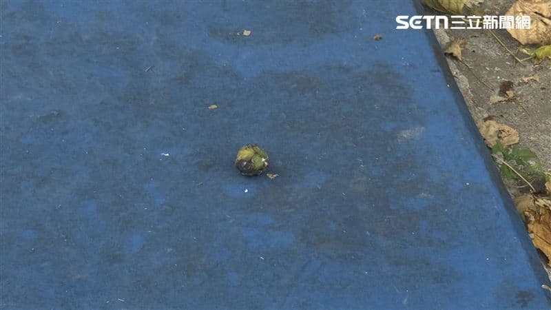 14生誤食油桐果送醫!有人一口氣吞8顆嚴重嘔吐 新光、北榮曝最新狀況(新聞配圖)
