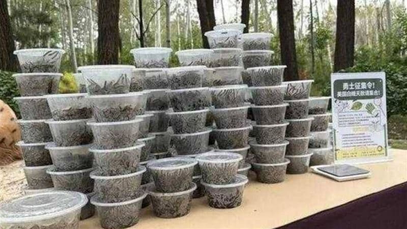 動物園辦抓蟲大賽！一天抓4000隻竟只拿第二　冠軍數量超嚇人（新聞配圖）