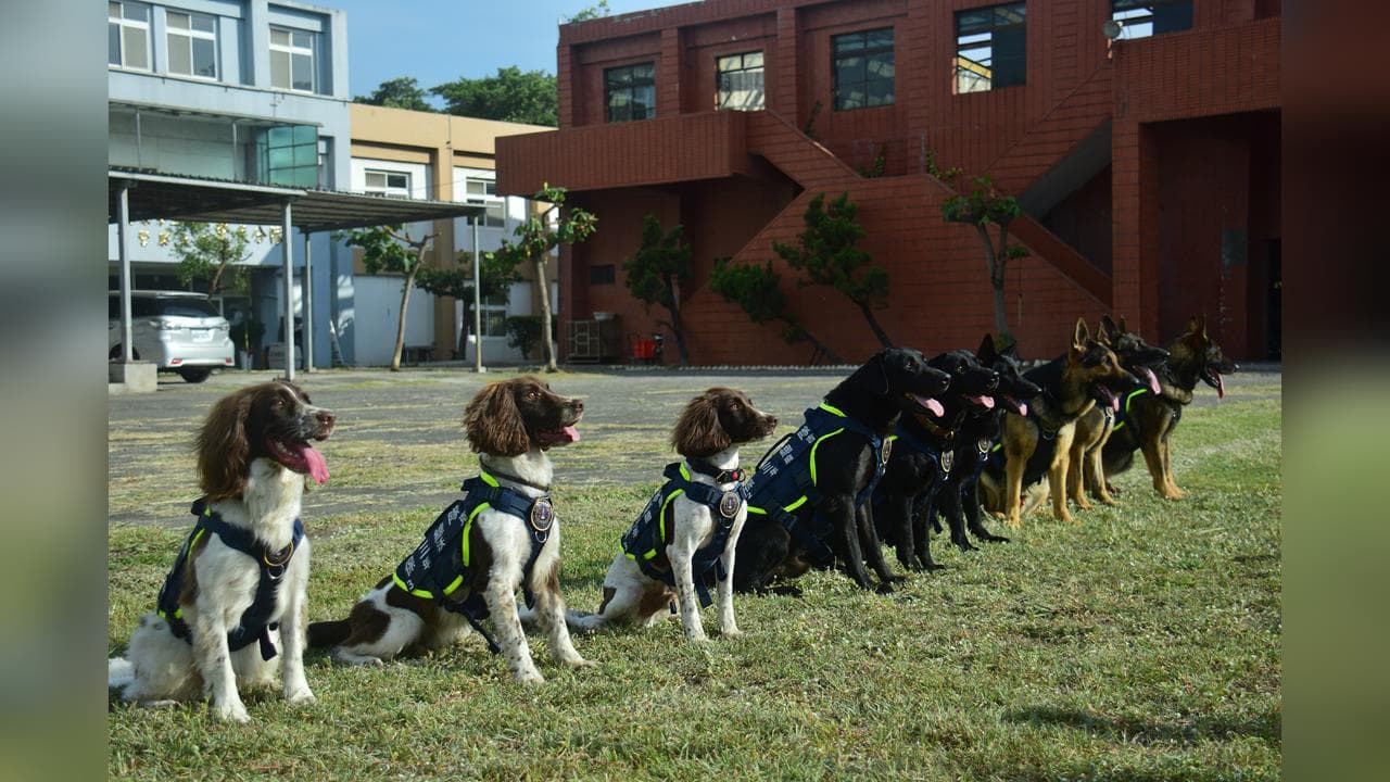 快新聞/超萌!「毛英雄」國慶亮相警犬大集合 緝毒偵爆、災區救人(新聞配圖)