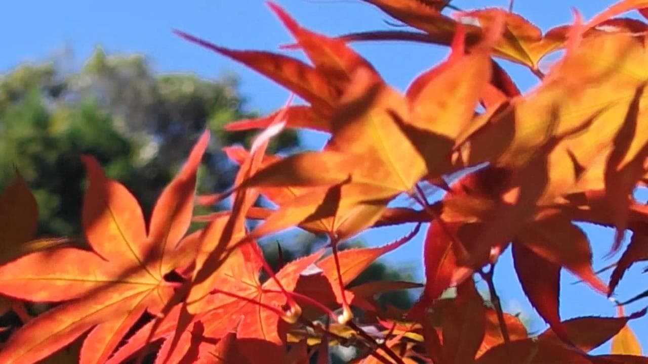 中秋連假南投景點夯!武嶺車潮塞爆 杉林溪飄濃濃秋味(新聞配圖)