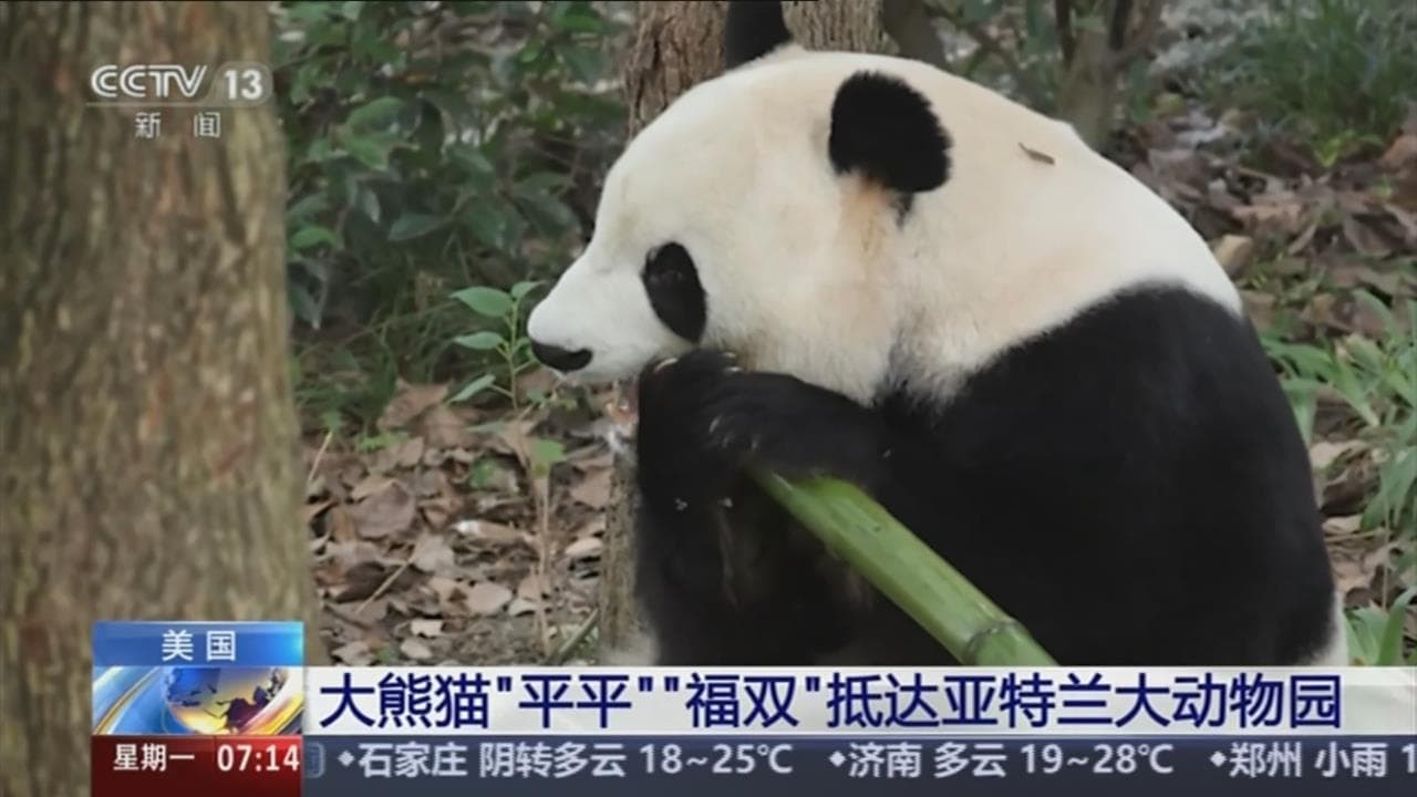 川習會結束!中國兩貓熊抵美 外媒:貓熊外交影響大不如前(新聞配圖)