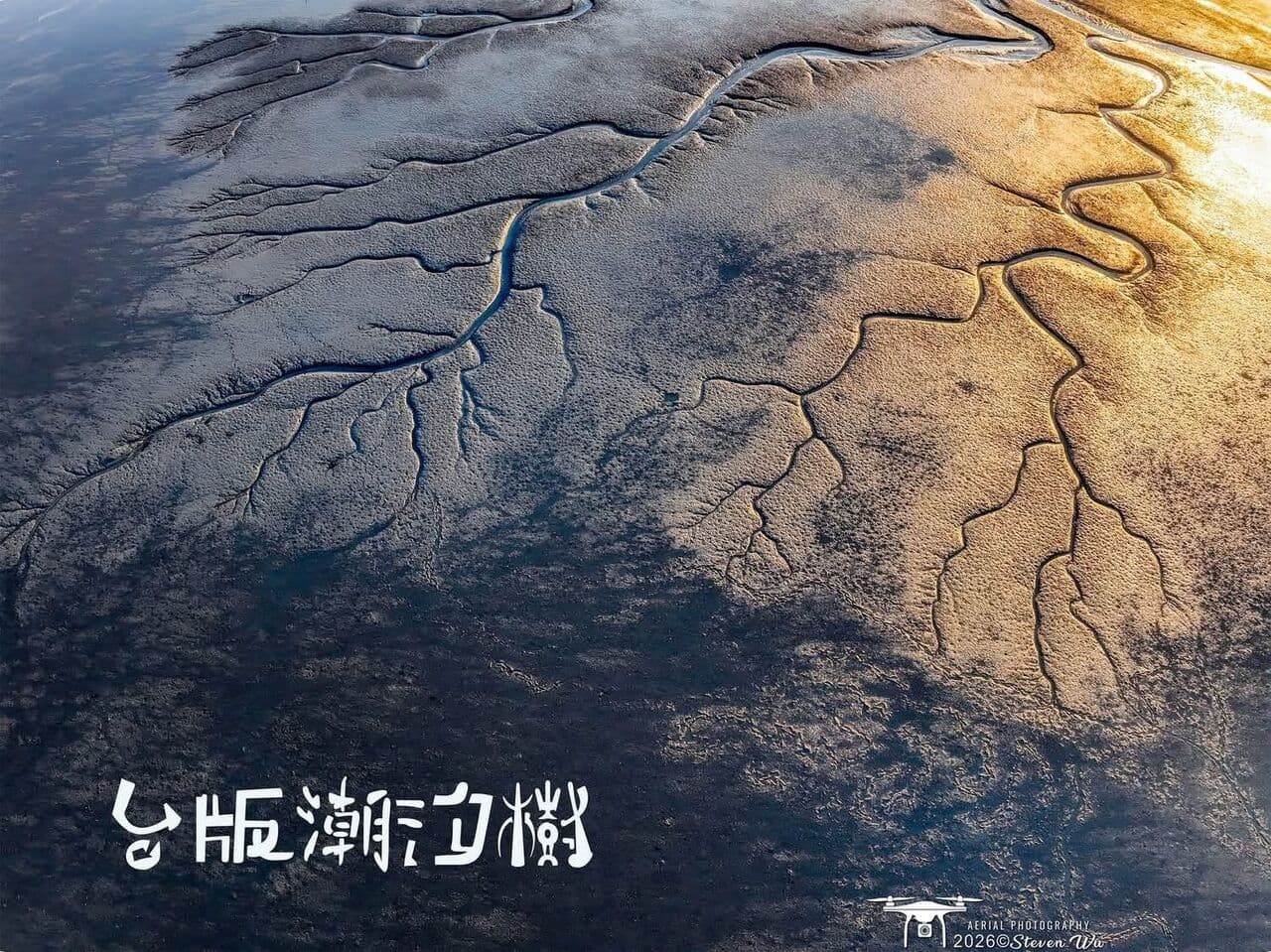 台版潮汐樹秘境瘋傳 彰化芳苑海邊驚現奇幻巨樹!空拍曝光(新聞配圖)