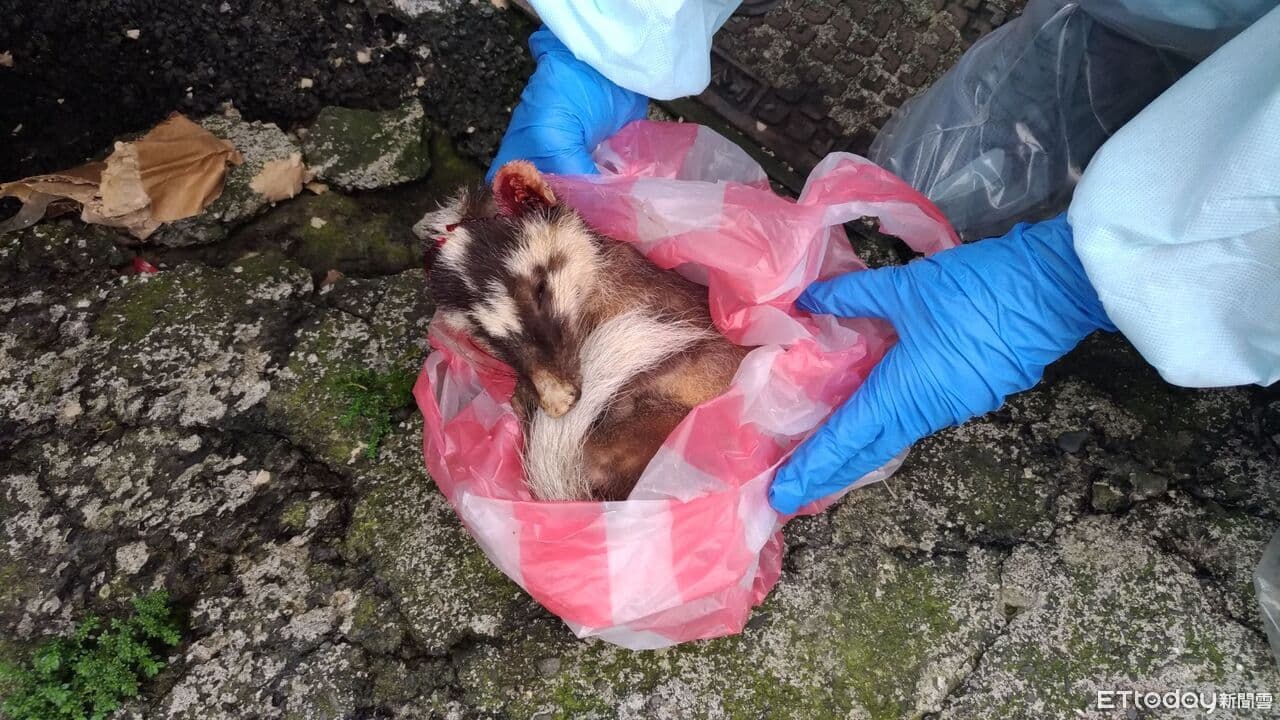 鼬獾白天闖民宅!竟是屏東第3例野動狂犬病 加強犬貓疫苗注射(新聞配圖)