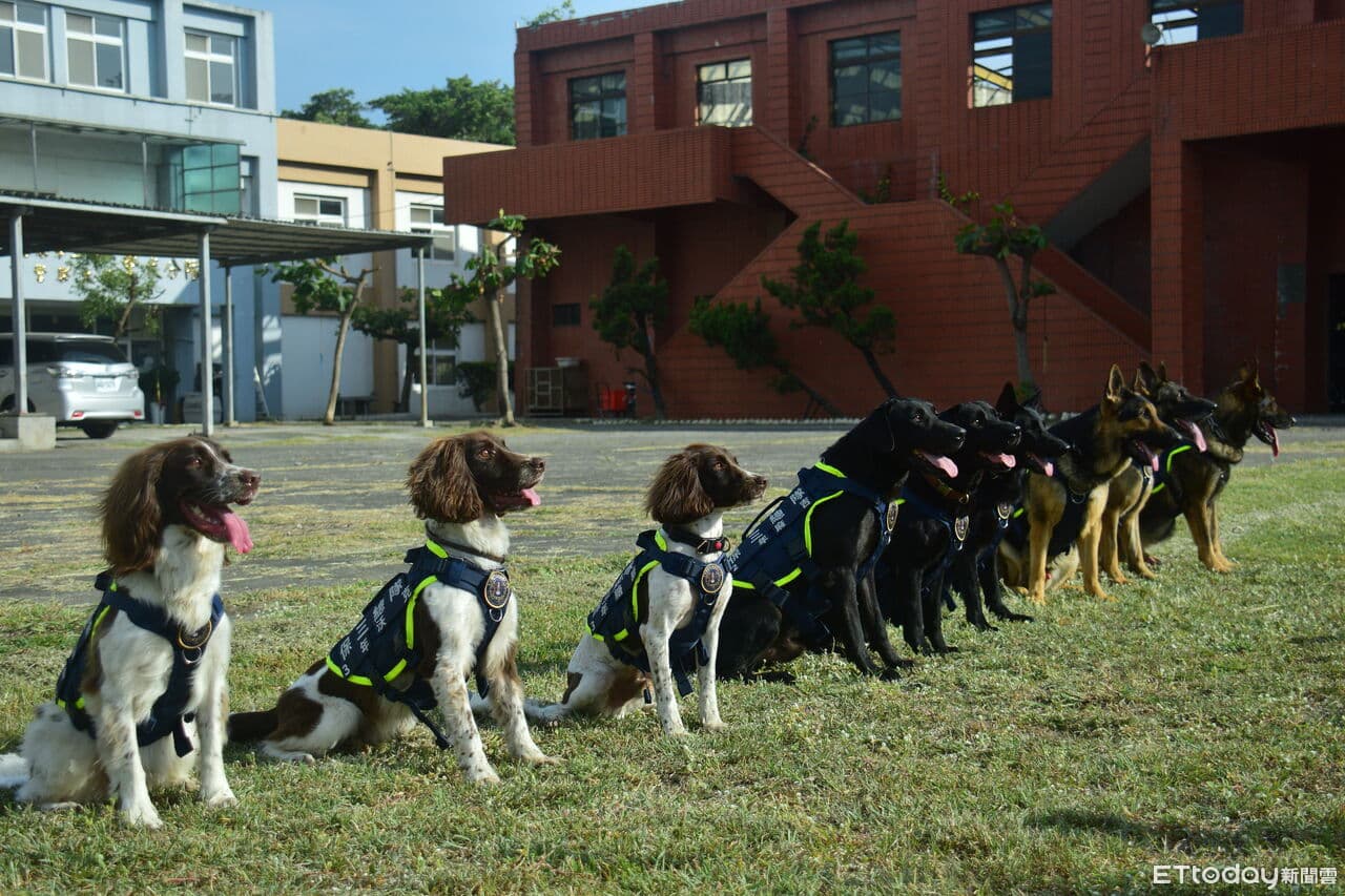 最萌毛英雄來了! 內政部安排警犬、搜救犬登國慶遊行舞台(新聞配圖)