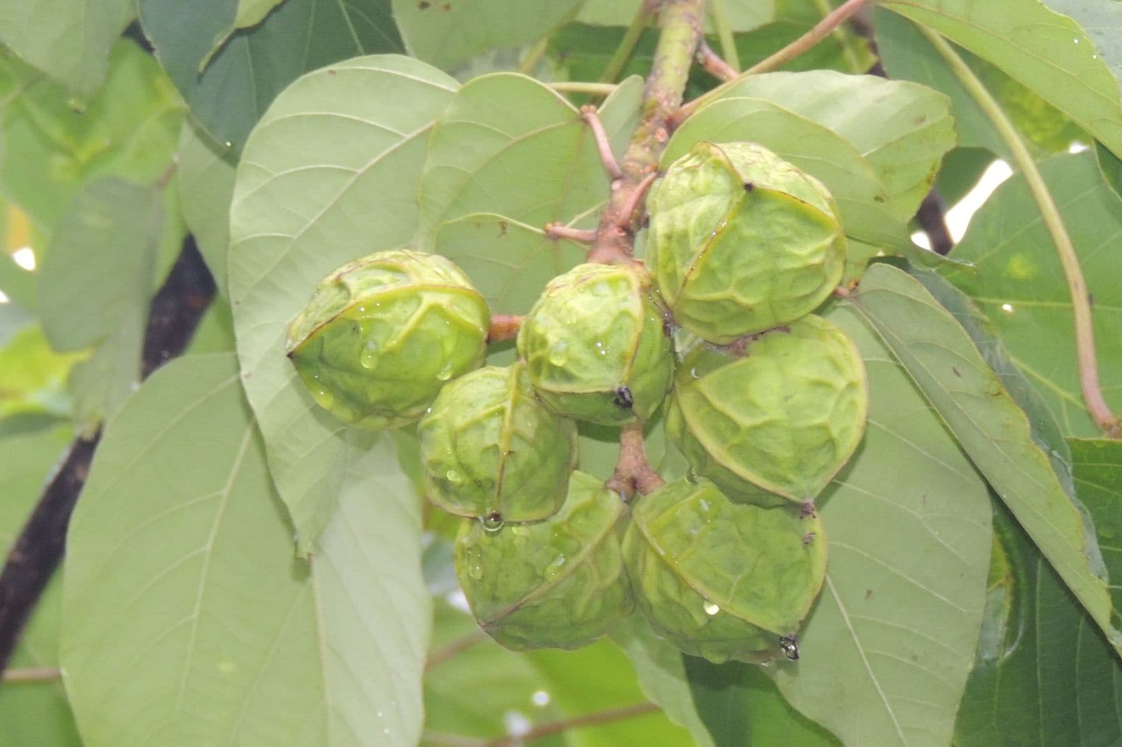 北市14國中生誤食有毒油桐子送醫!他狂吞8顆「嚴重嘔吐又虛弱」 醫曝最新病況(新聞配圖)