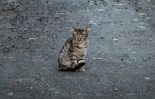 蘆洲婦騎車撞死貓想跑!攤商攔人逼「吊樹頭」爆口角都送辦(新聞配圖)