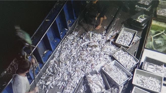 查完油輪非法駁油 海巡今逮大陸漁船越界非法捕撈近萬噸（新聞配圖）