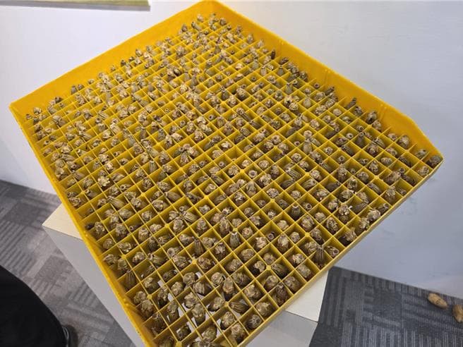 綠金傳奇再現！中埔檳榔元素展登場 解密古人結婚送檳榔（新聞配圖）