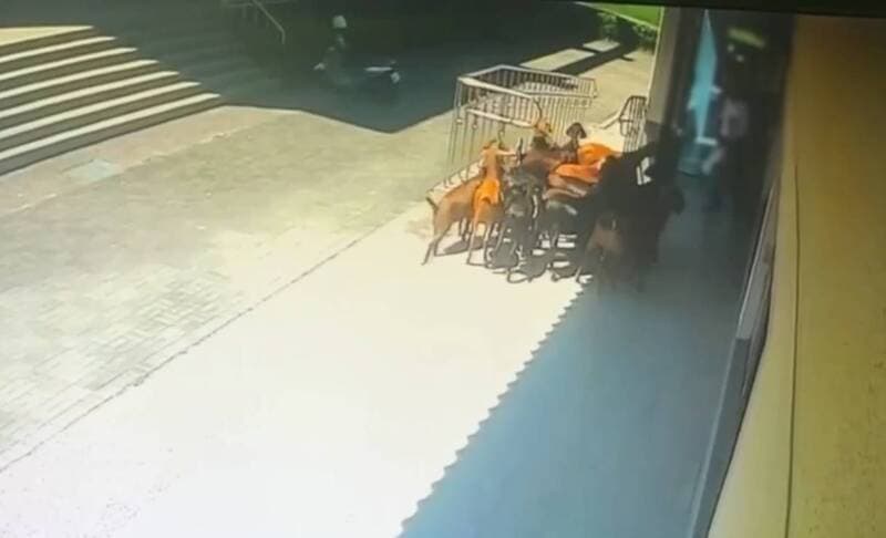 「一大群羊一直追我!」 男子提水桶遭19隻羊包圍警救援(新聞配圖)