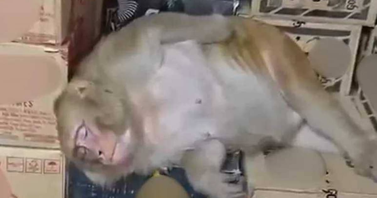 有心事?猴子闖酒鋪狂飲半瓶伏特加 不勝酒力「醉倒紙箱」店員傻眼(新聞配圖)