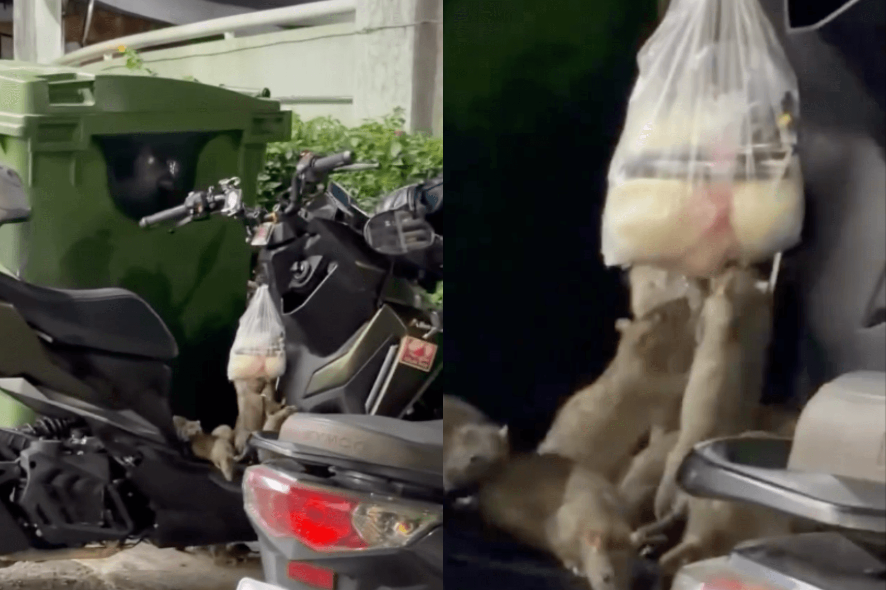 台中驚見「老鼠大軍」爬機車搶食！湯湯水水險炸開 在地曝5個月屢次發生（新聞配圖）