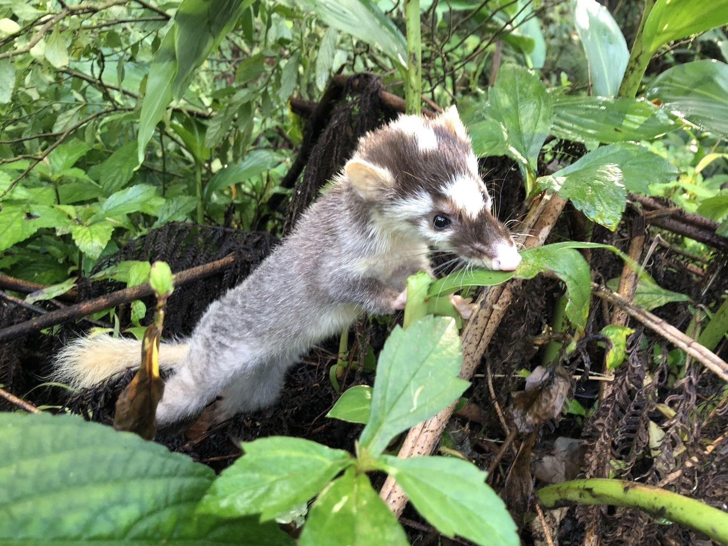 新北疑見狂犬病鼬獾咬狗!動保處:已帶回犬隻隔離化驗(新聞配圖)