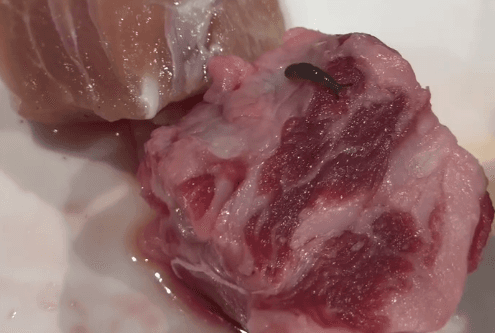 影/北車平價燒肉店驚見活蛞蝓!誤食恐染廣東住血線蟲(新聞配圖)