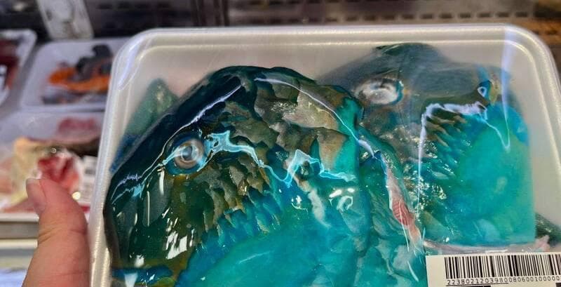 咬碎珊瑚還是清道夫？超市爆賣「鸚哥魚頭」挨轟急停售（新聞配圖）