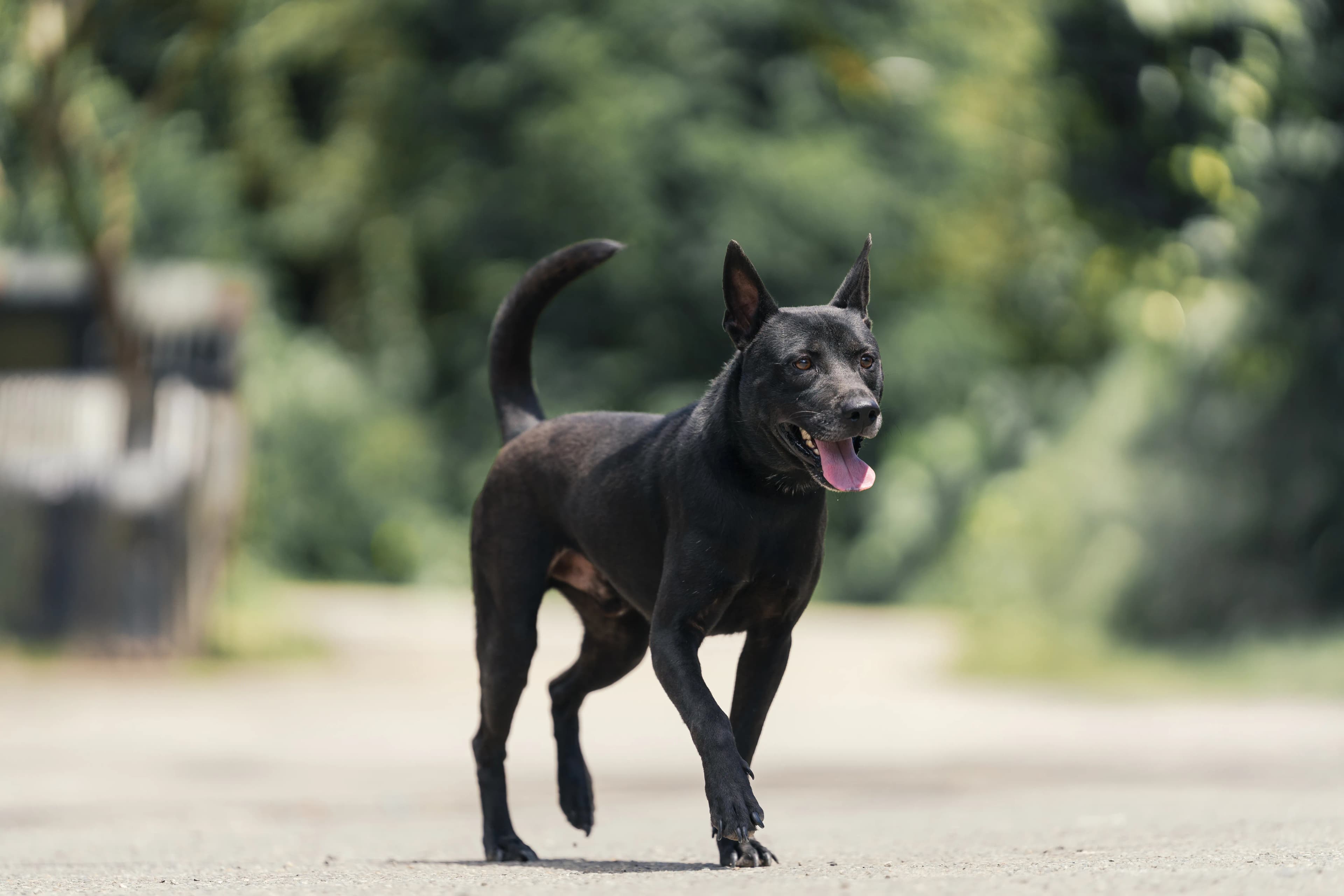 治療犬認養培訓計畫! 新北動保處公開徵求「人犬搭檔」朝服務之路邁進(新聞配圖)