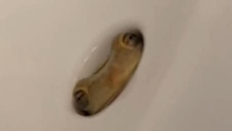 浴室水槽驚見「詭異雙眼」死盯!佛州女嚇傻 6週後神展開(新聞配圖)