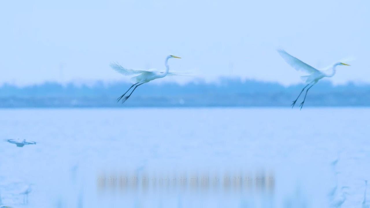 富邦證券跨界護鳥! 前進台南七股鹽田「守護水鳥」(新聞配圖)