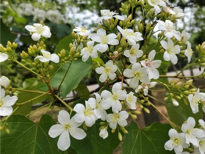 陽明山華興中學爆集體食物中毒 把油桐花果實當杏仁慘了(新聞配圖)