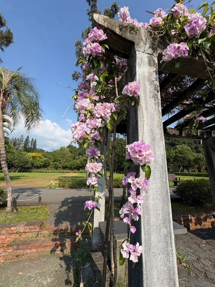 士林官邸蒜香藤盛開 紫色花瀑添秋日風情 - 睿傳媒 Rightmedia(新聞配圖)